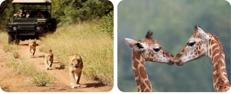 Afbeeldingsresultaat voor south africa kruger